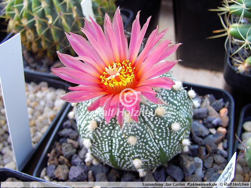 06 Astrophytum asterias