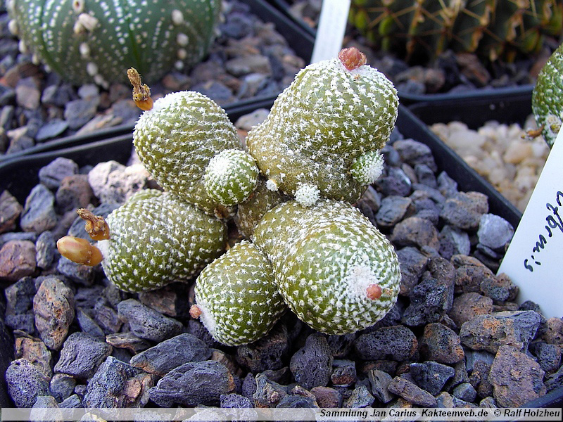 08 Copiapoa laui