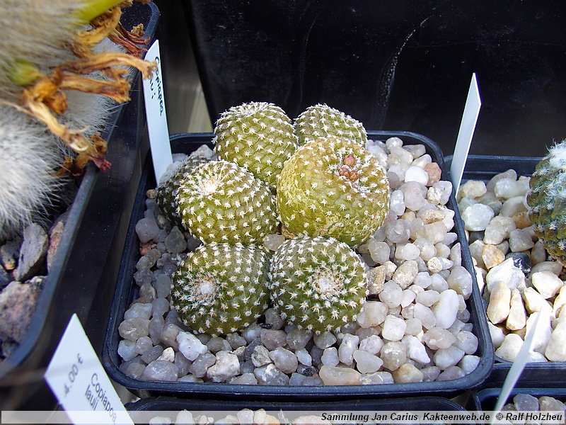 10 Copiapoa laui