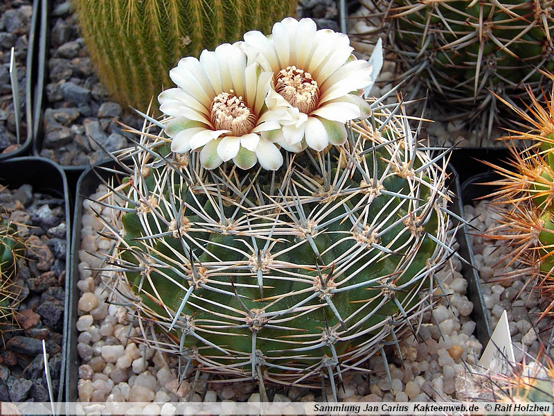 15 Gymnocalycium bicolor