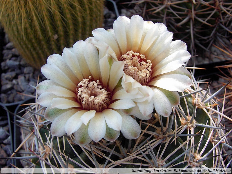 17 Gymnocalycium bicolor