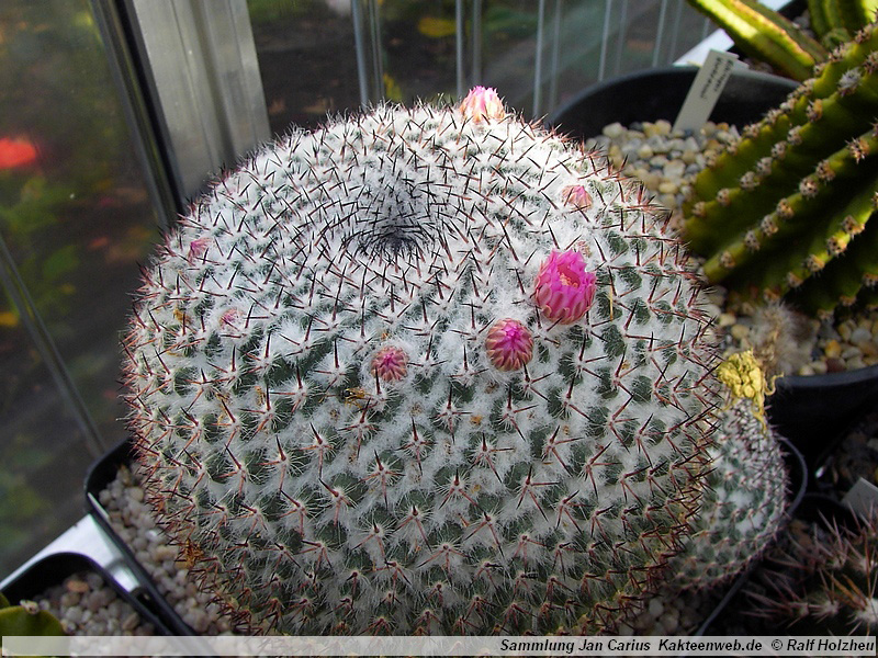 29 Mammillaria brauneana