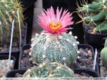 04 Astrophytum asterias