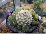 11 Lophophora williamsii