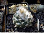 12 Turbinicarpus laui