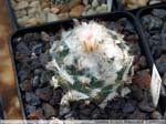 13 Turbinicarpus laui