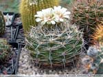 14 Gymnocalycium bicolor