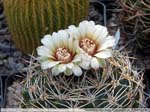 16 Gymnocalycium bicolor