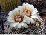 17 Gymnocalycium bicolor