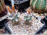 18 Turbinicarpus flaviflorus