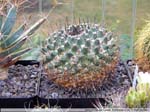 19 Mammillaria runyonii