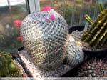 28 Mammillaria brauneana