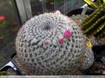 29 Mammillaria brauneana