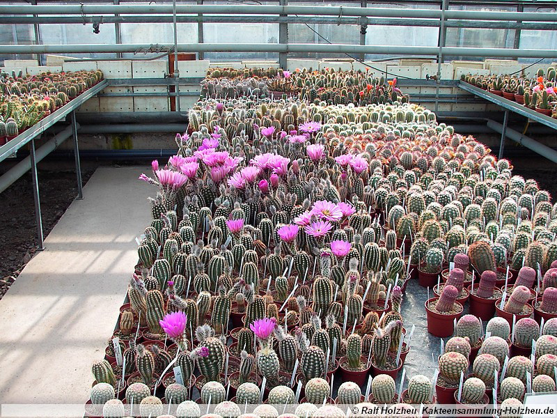 07 Echinocereus spec.