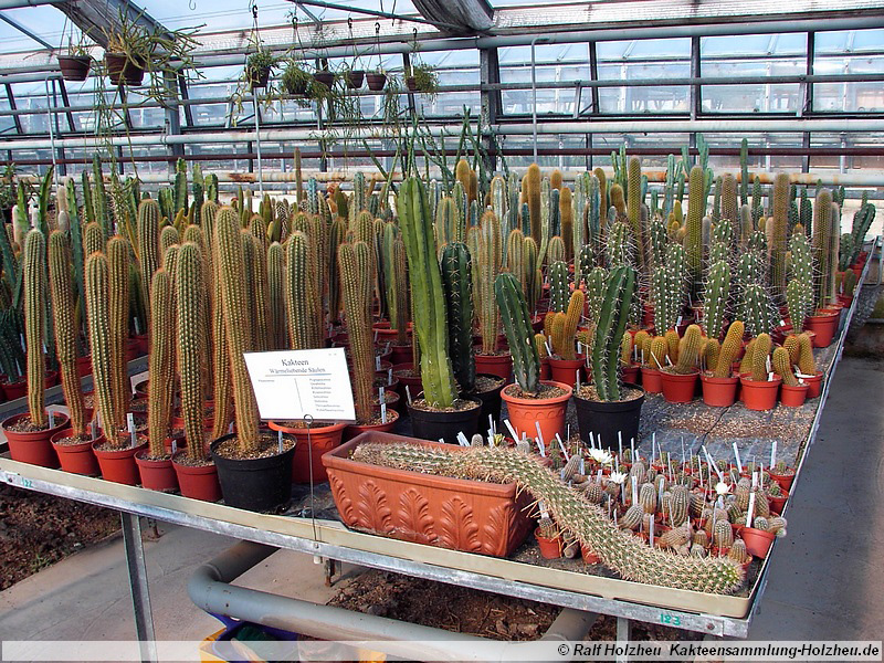 19 Säulenkakteen
