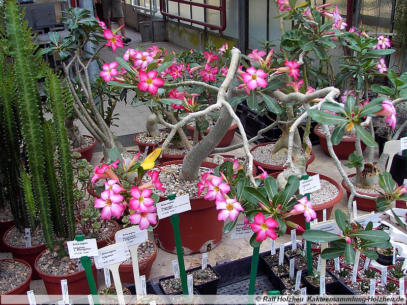 22 Adenium obesum