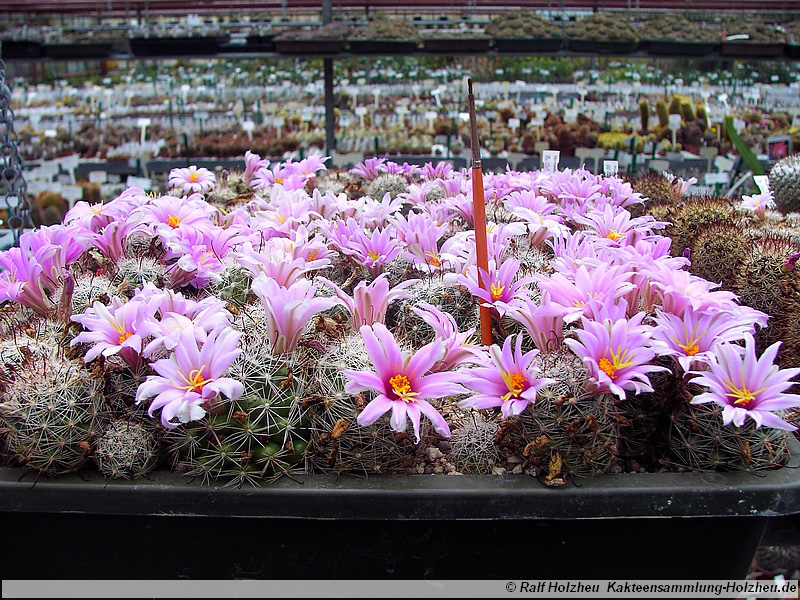 23 Mammillaria insularis