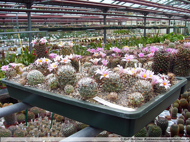 25 Mammillaria insularis Isla Piojo