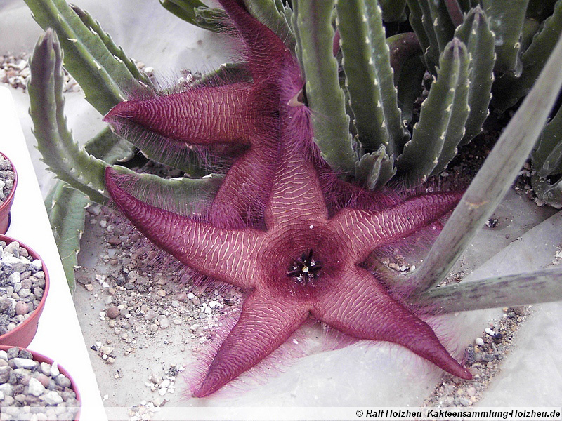 58 Stapelia spec.