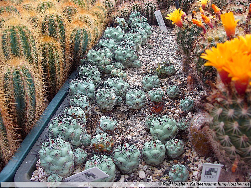 59 Ortegocactus macdougalii